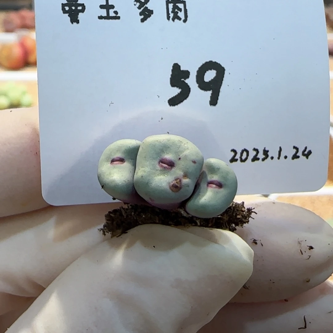 多肉多肉多肉1.24-059