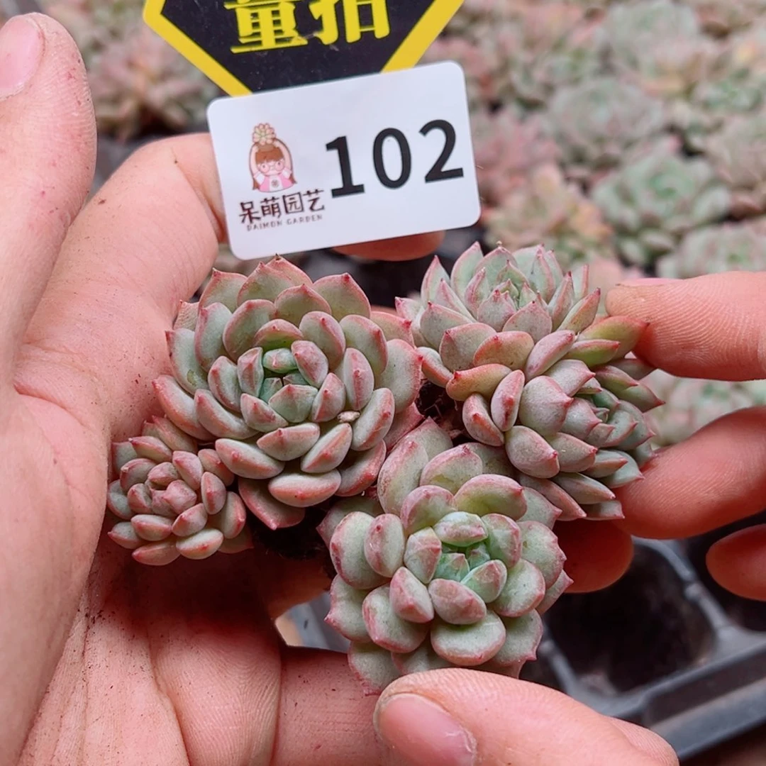 多肉植物多肉植物