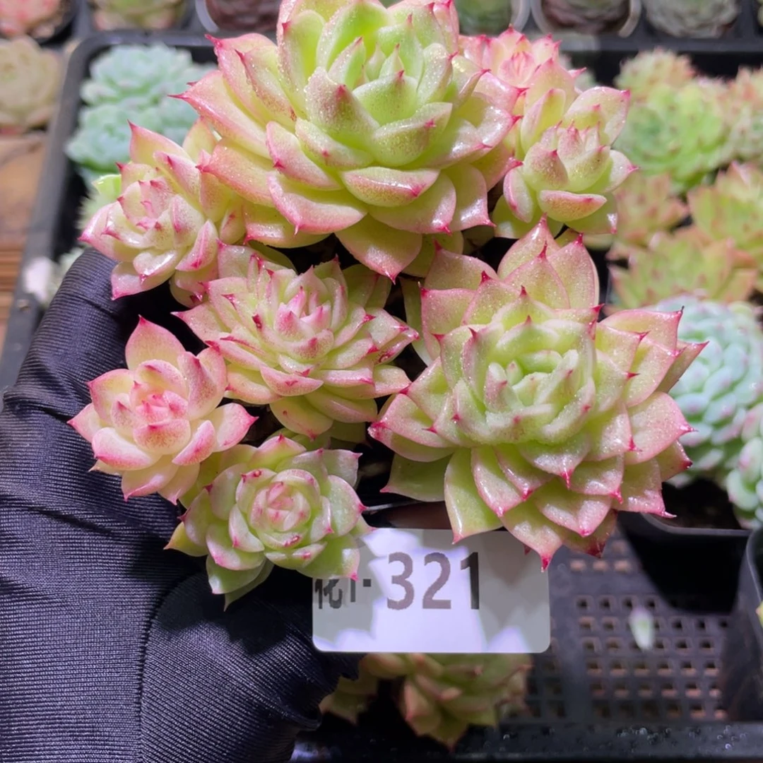 花利美1-321麦秆群