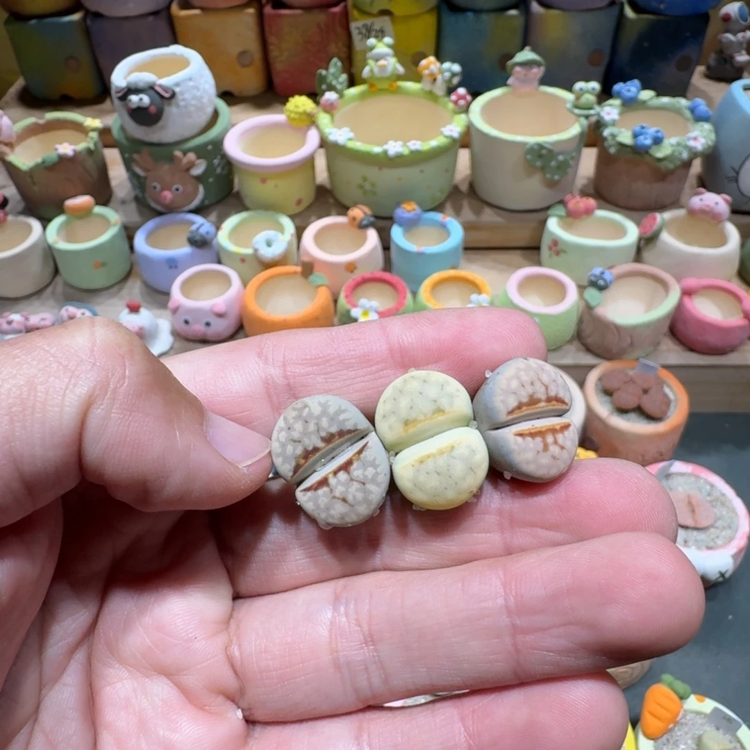 炭***炭蘑菇1282奶油寿丽多肉植物