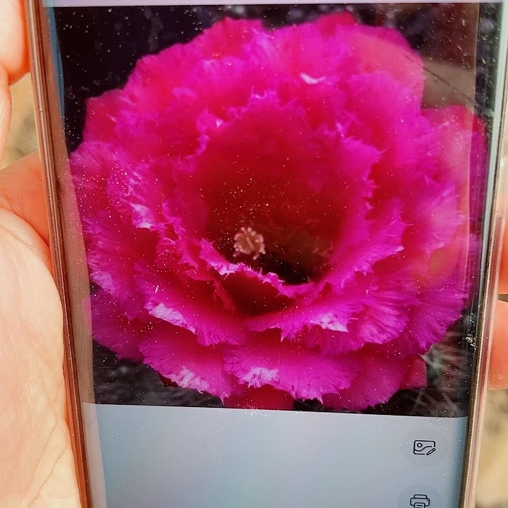 毛花柱  71  15公分 瑕疵