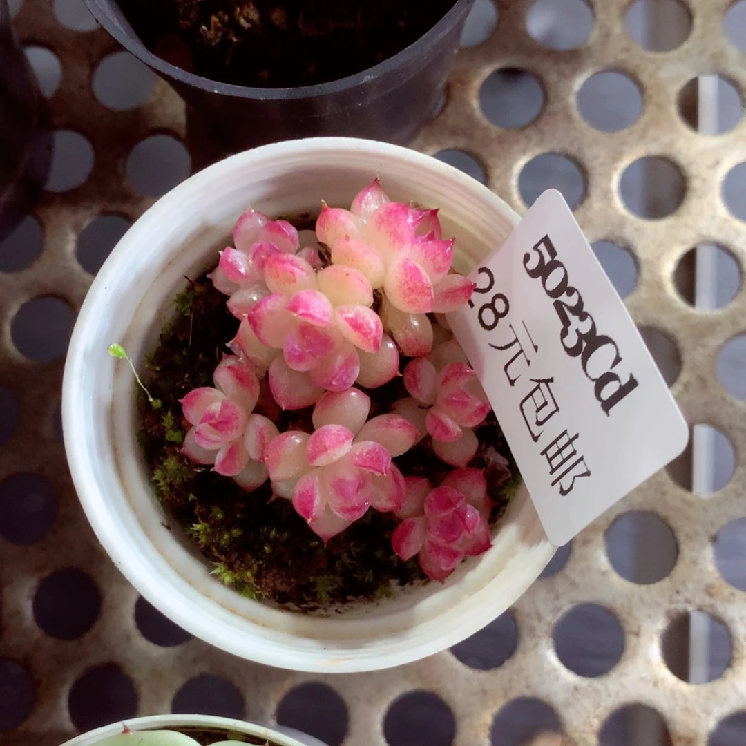 5厘米盆精控多肉5023