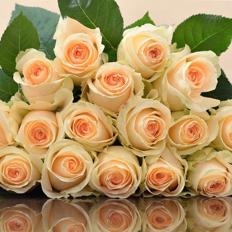 【福利款】基地自种鲜花 蜜桃雪山10支