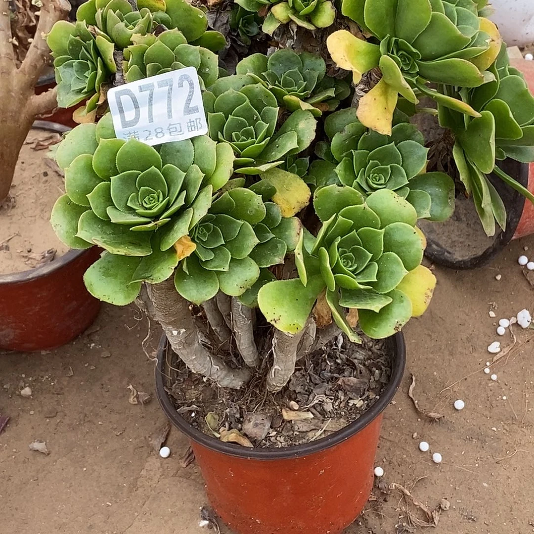 772 绿玫瑰多肉植物无售后