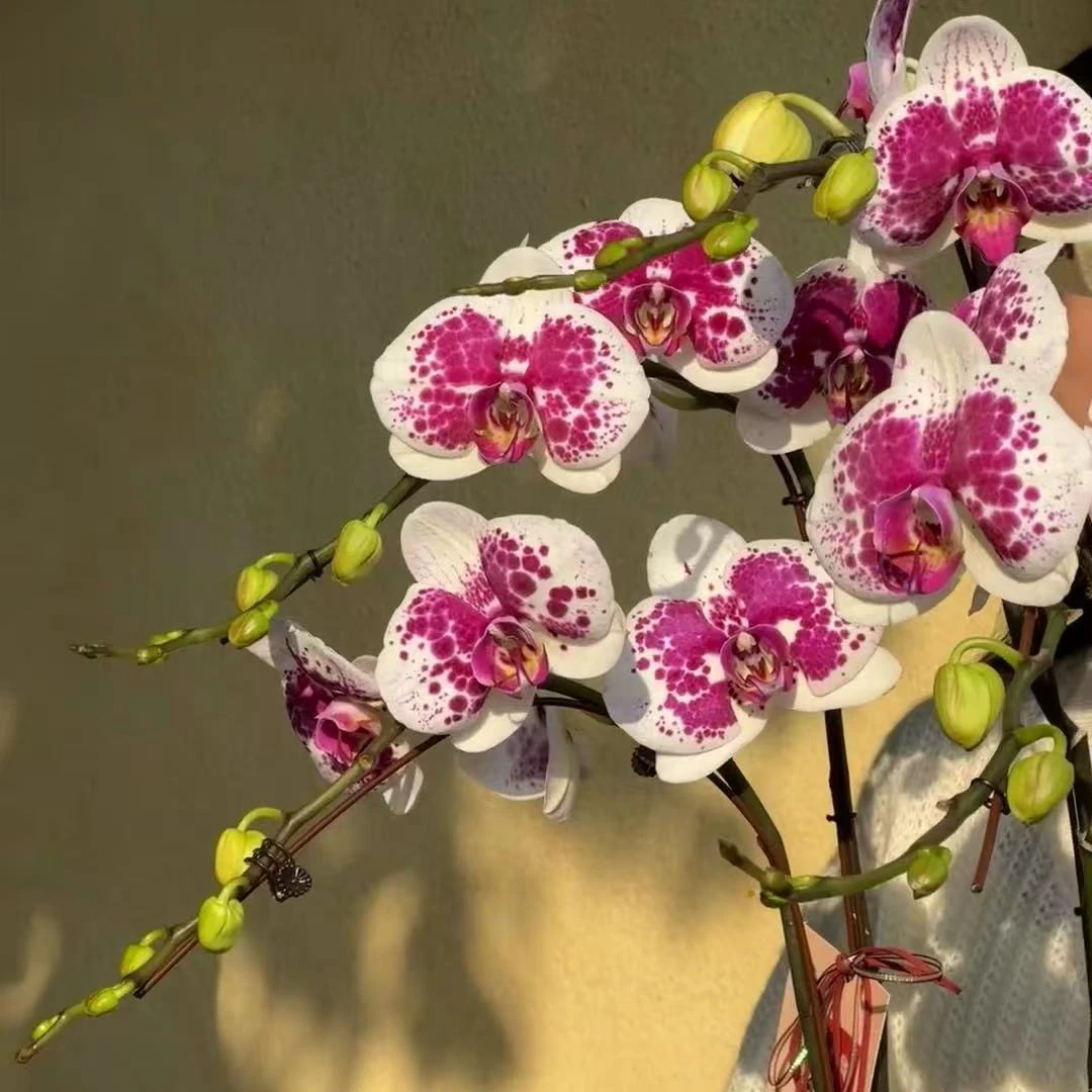 植趣花卉【鸿运财神】有花剑 叶片瑕疵
