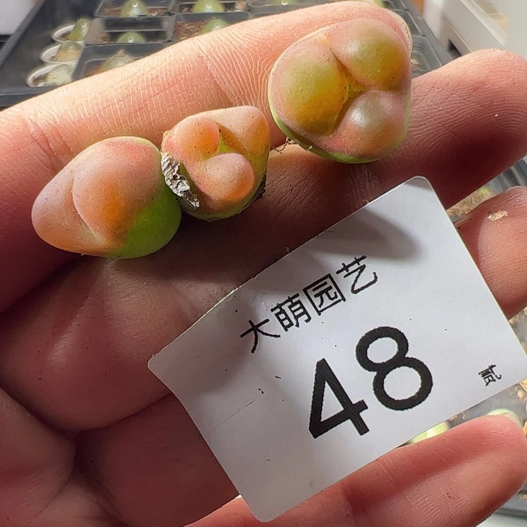 一物一拍1430.5水蜜桃。  48