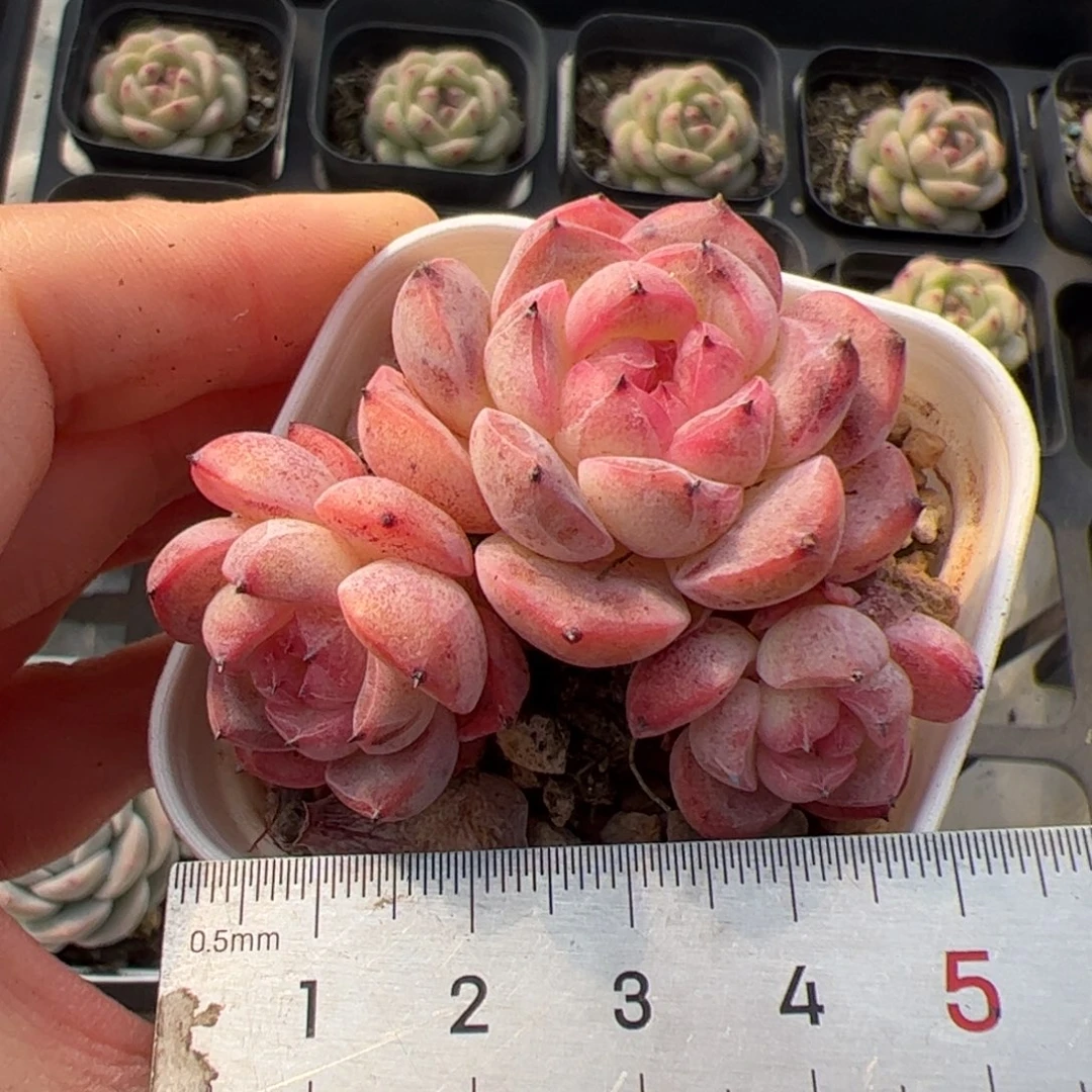 208 多肉植物组合