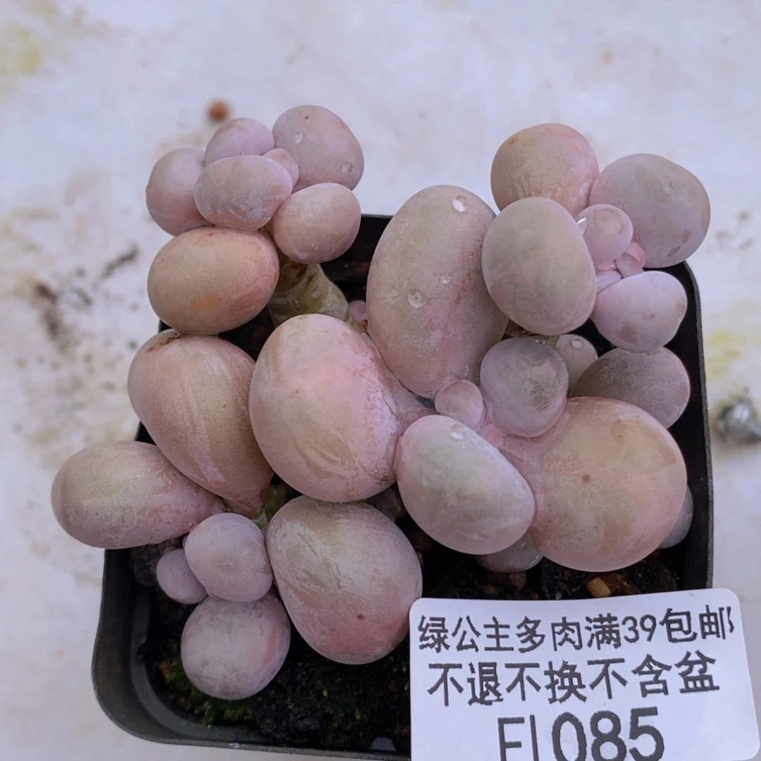 芭比奶洛7cm1085多肉植物