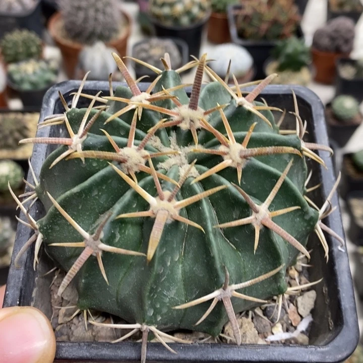 实生王凌波特价包邮