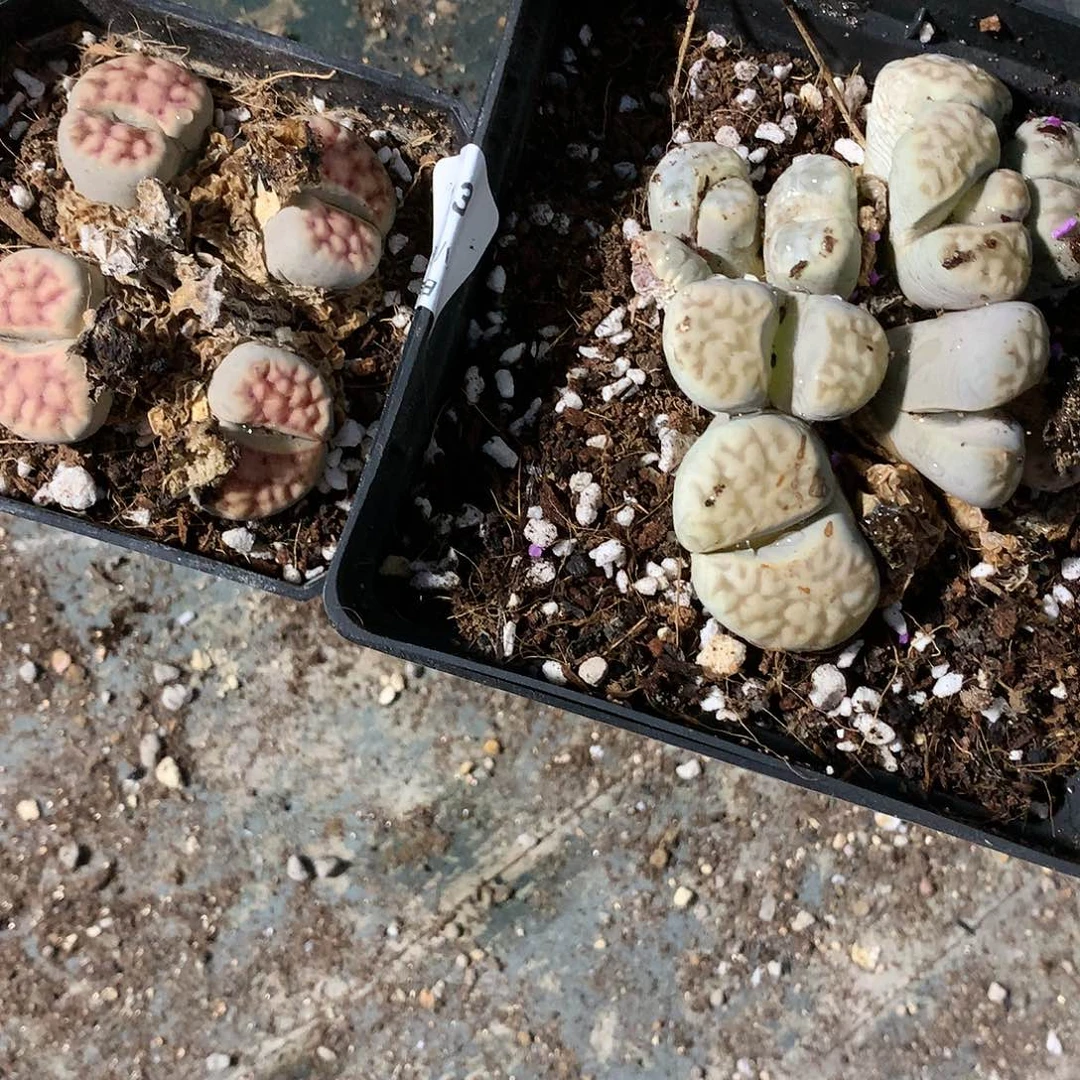 好*欢D133多肉植物保护研究所