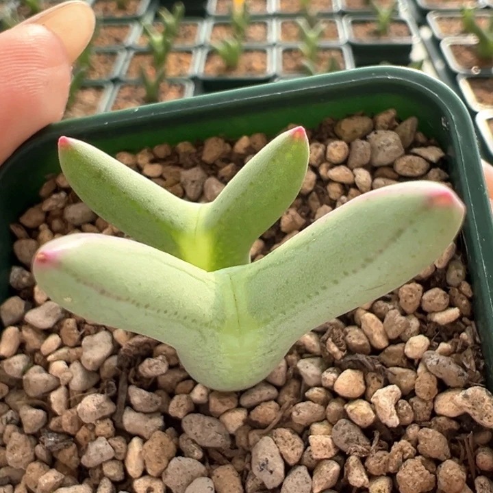 308。 优选正版尖儿皮卡丘。   超长耳。