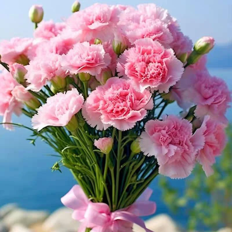 【康乃馨种子】多年生四季播种耐寒易活多年生妈妈开花盆栽庭院花卉