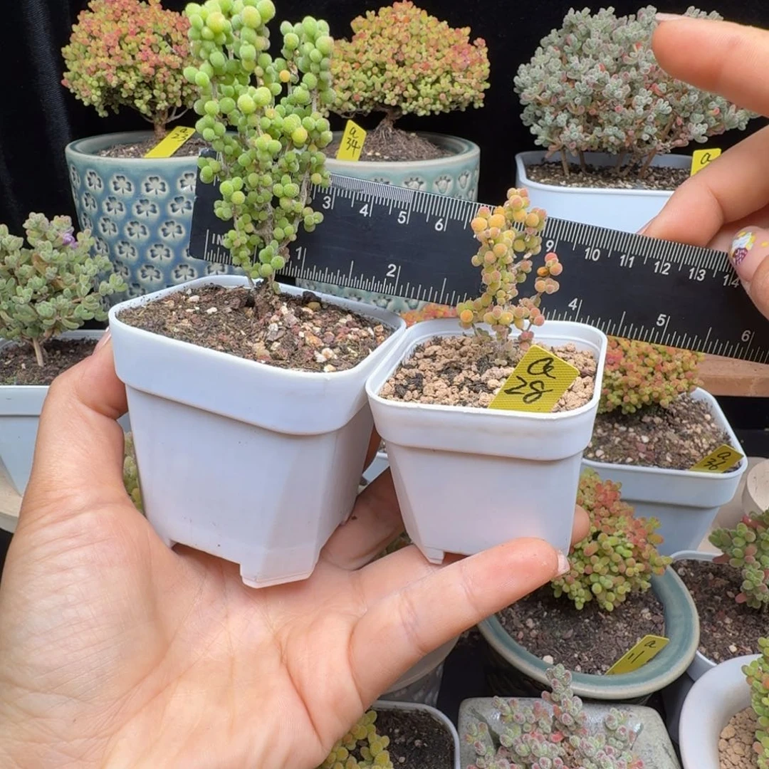 S****Sa28号米粒两棵