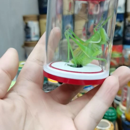 阿***旭玉石眼绿蝈蝈一条包邮