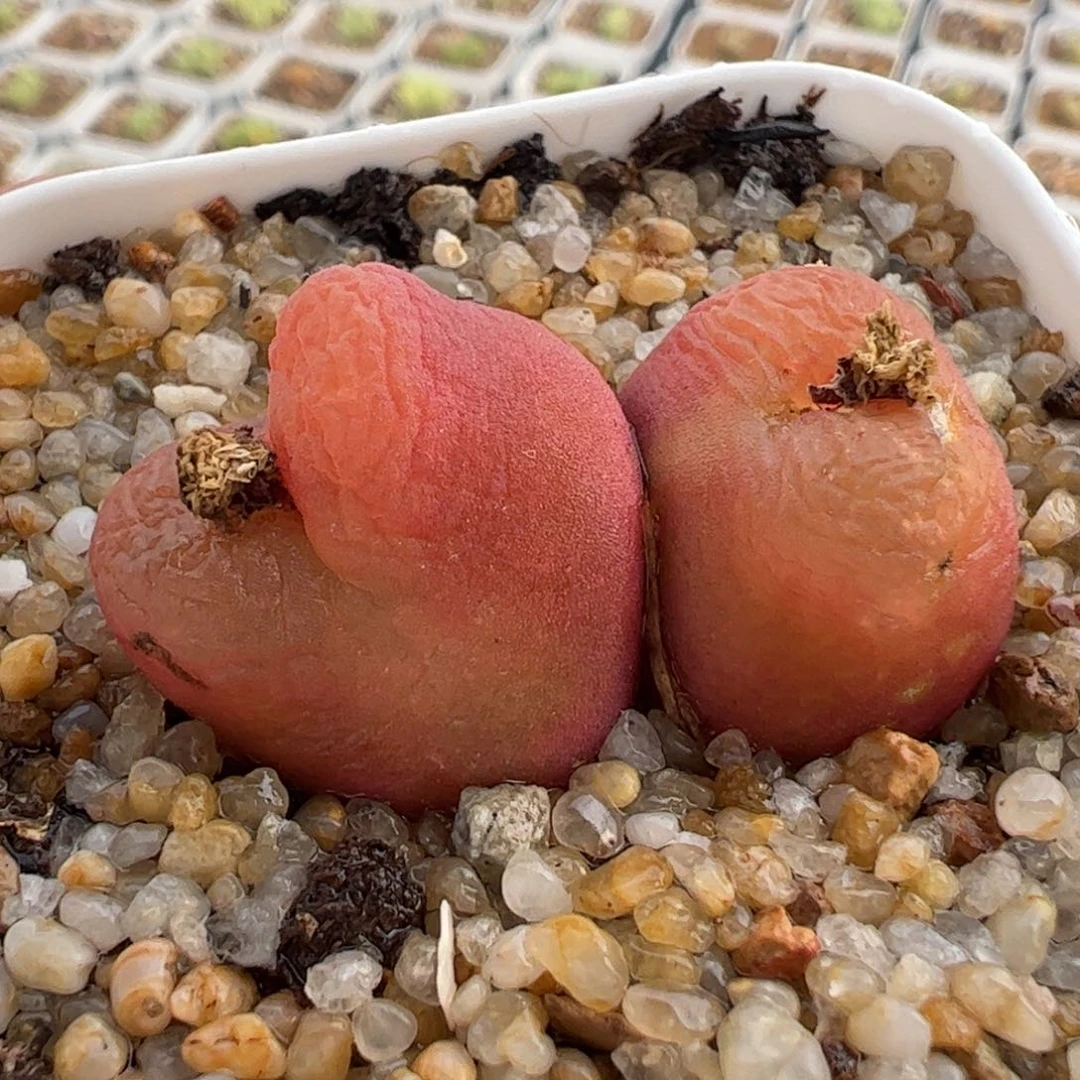 062多肉植物百科