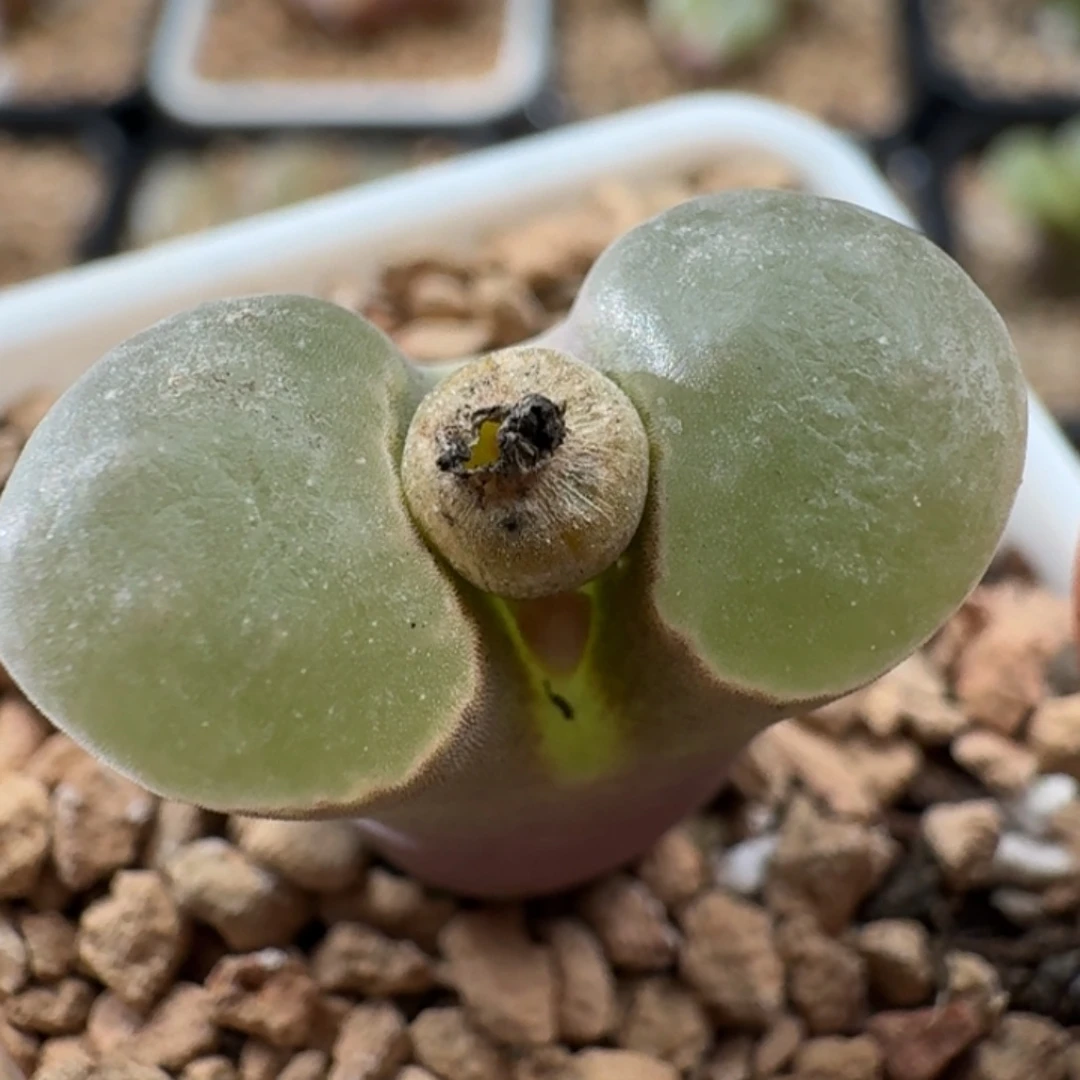 磁铁风铃玉肉锥植物3419