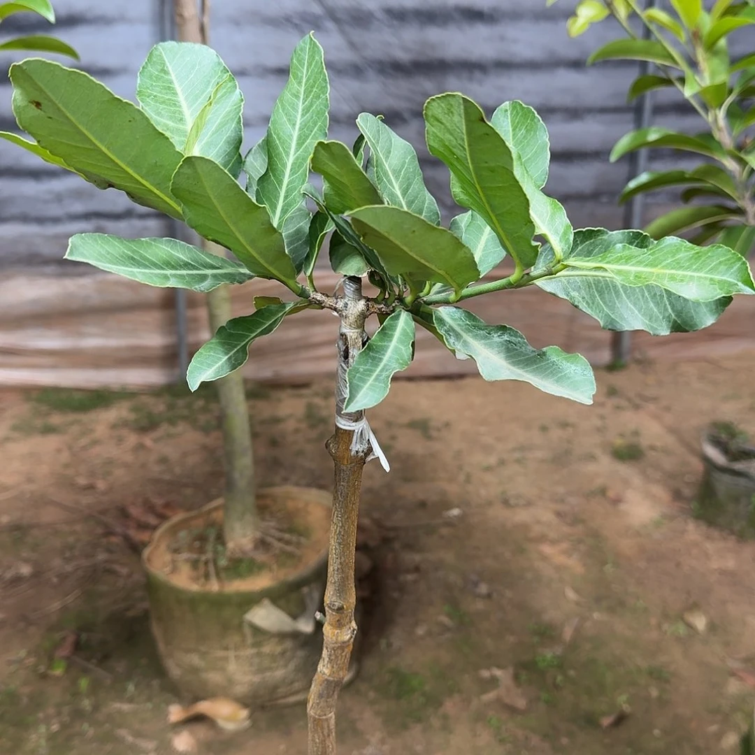 鹰***空当前无花栽培后可以开花非洲