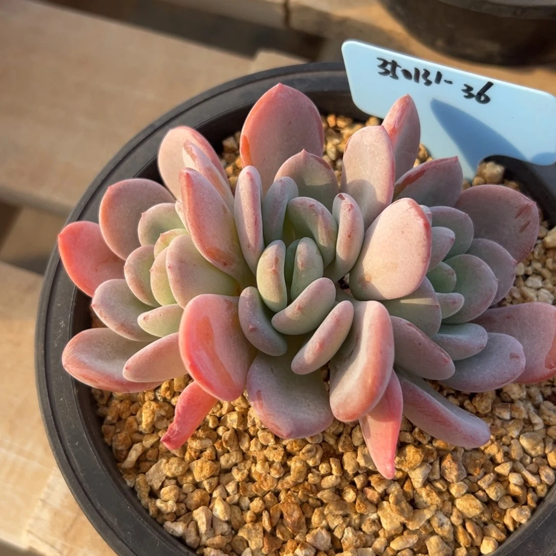 安*！350131-36香橙