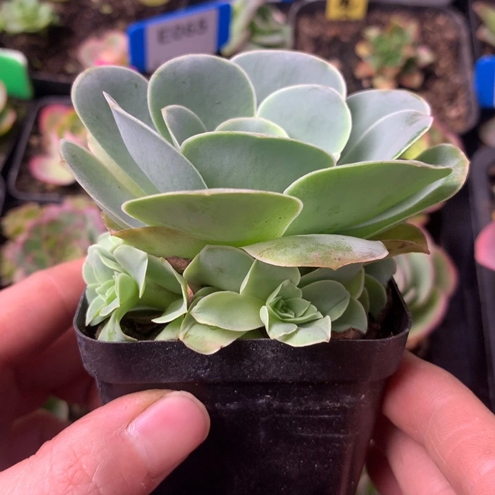 一物一拍清风挽001
