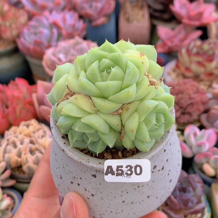一物一拍含盆土满38包邮A530
