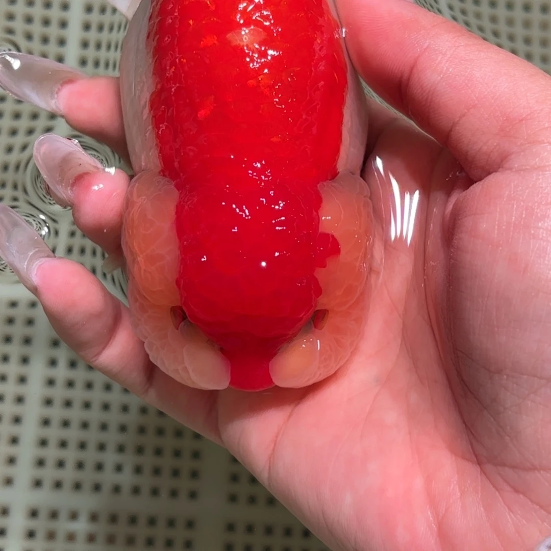 小***懒金鱼不拍包装运费到付，拍包装包邮