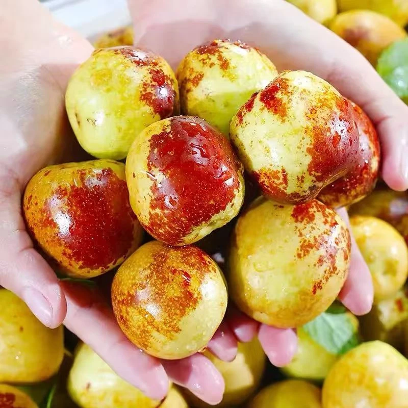 沾化冰糖冬枣脆甜多汁新鲜应季水果