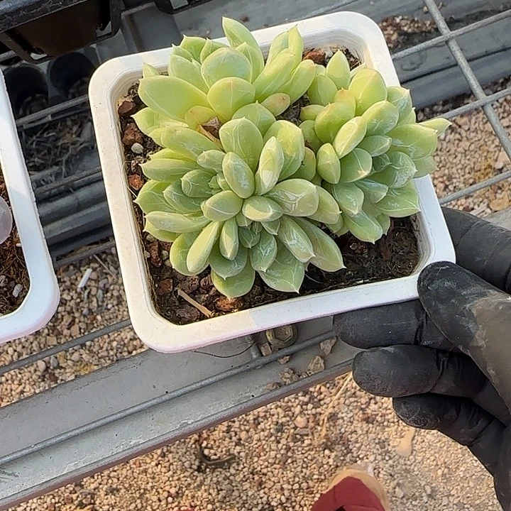 青蛙王子儿童牙膏11