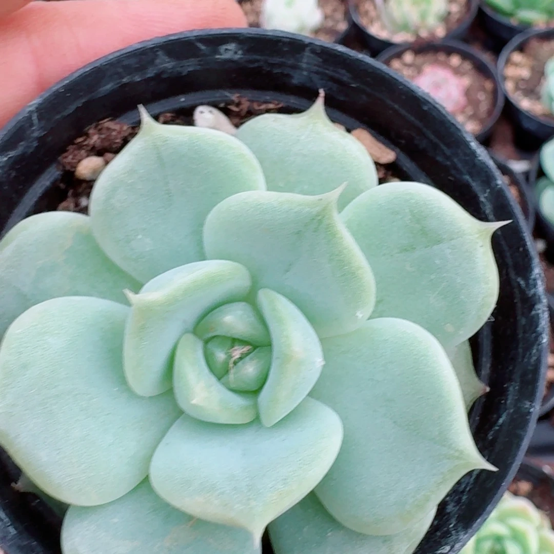 多肉杂交一物一拍29-59