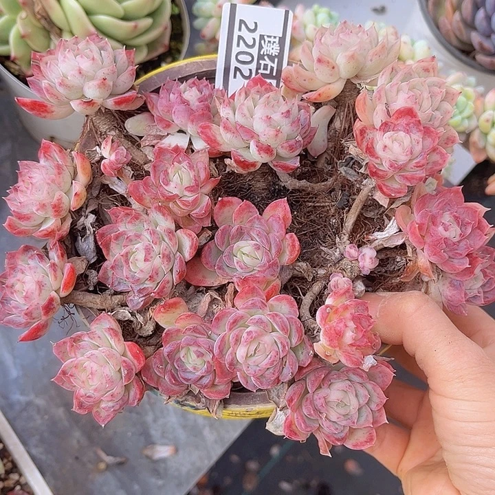 草莓冰不包整2202多肉植物