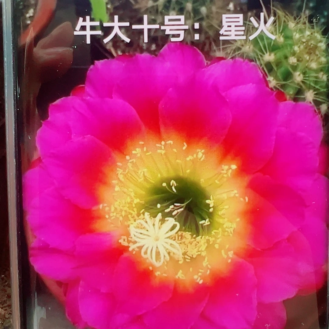 毛花柱星火侧芽 20 包邮