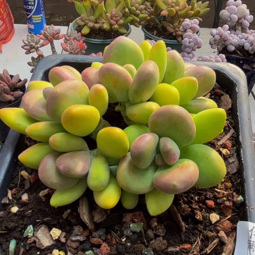 688芒果奶10cm多肉植物