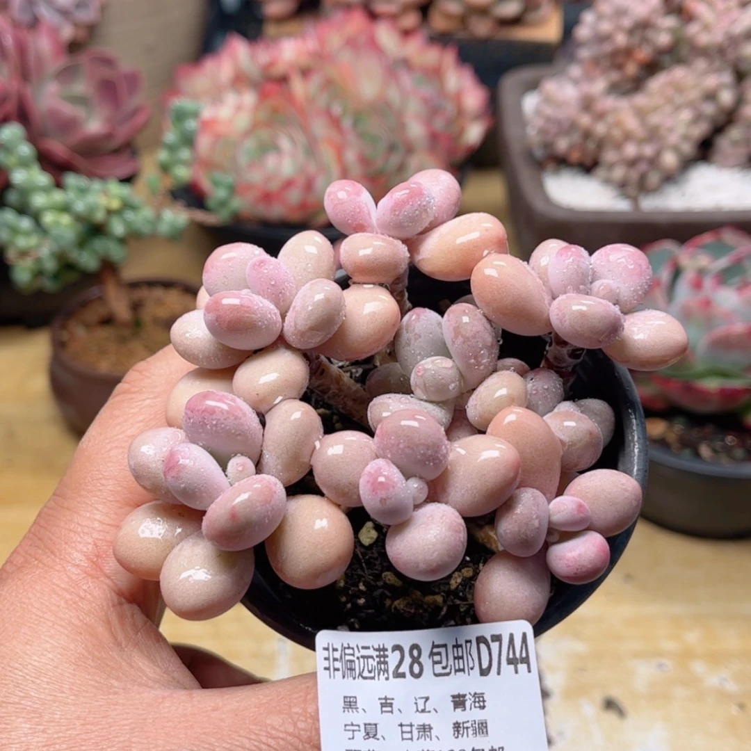 【闪购商品】744桃蛋