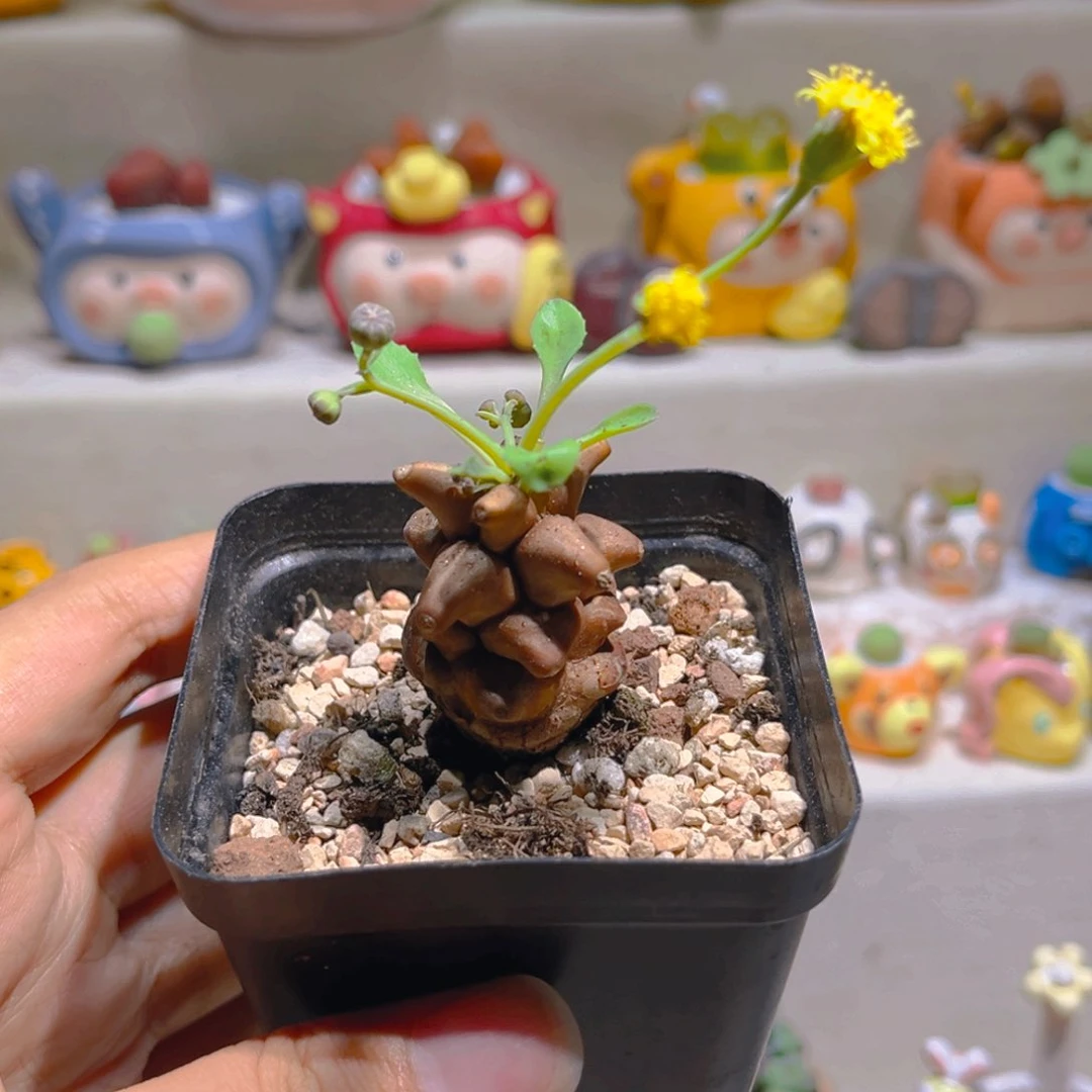 069蛮鬼塔厚敦菊高端块根