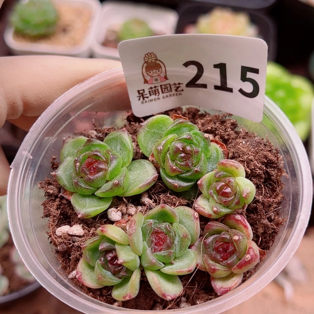 多肉植物多肉植物