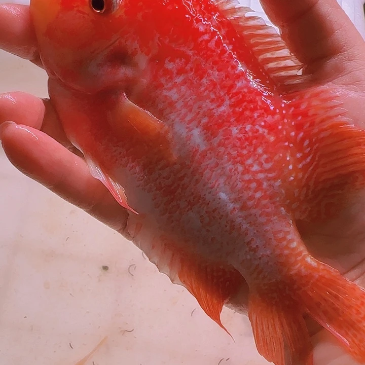 f***峰罗汉鱼好哥哥好借好还呢