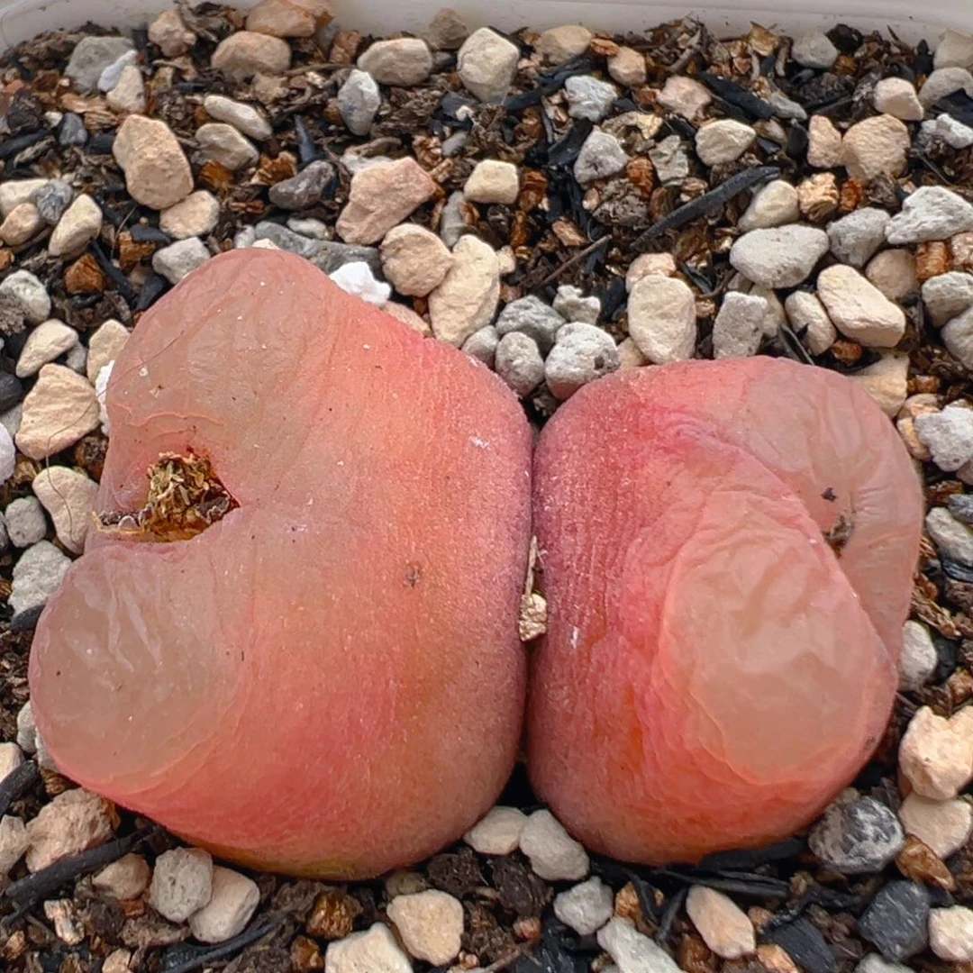 25多肉植物百科知识