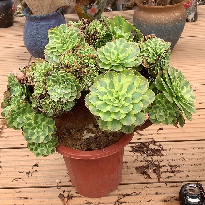 轮回朵朵脱土发货啊