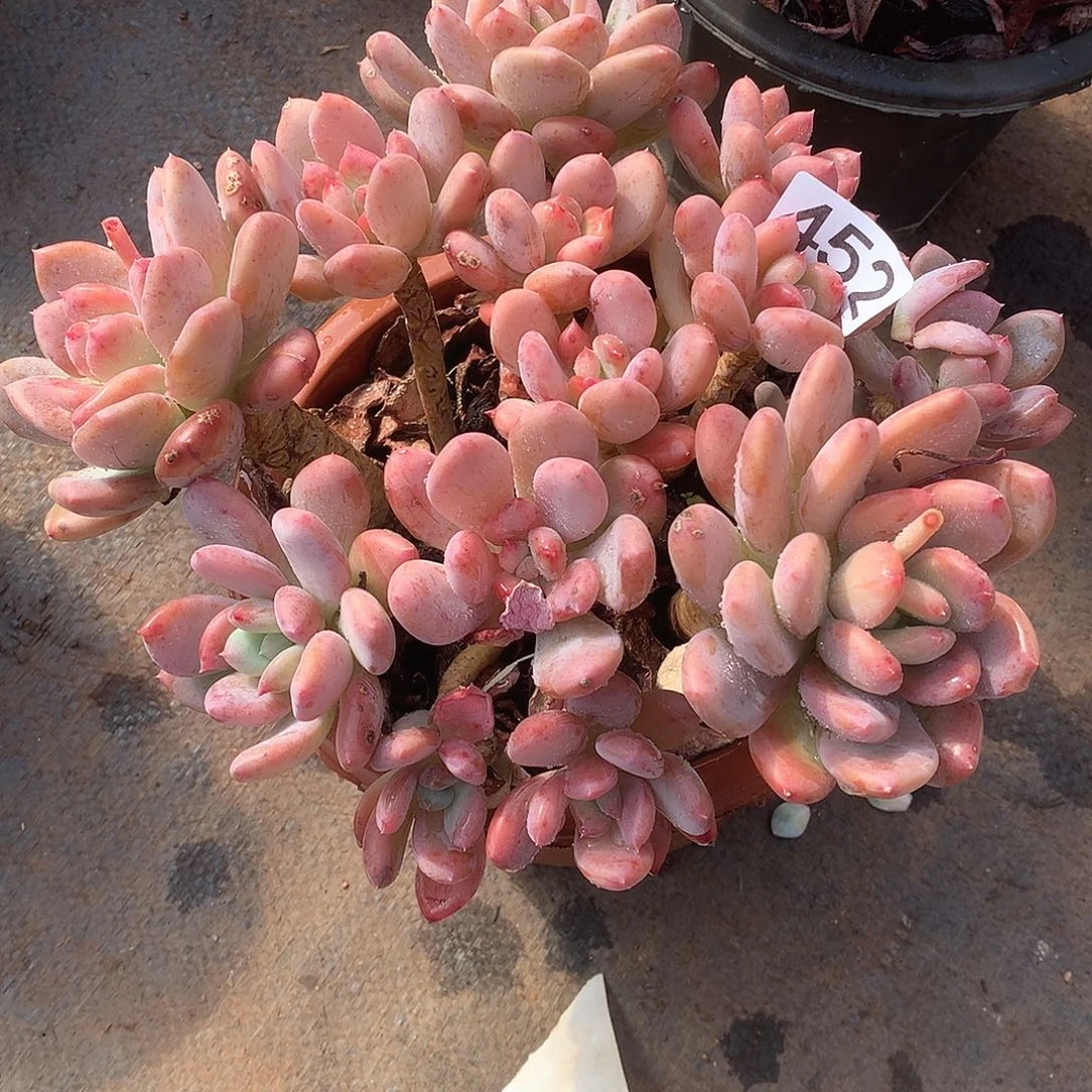 452 一物一拍多肉！