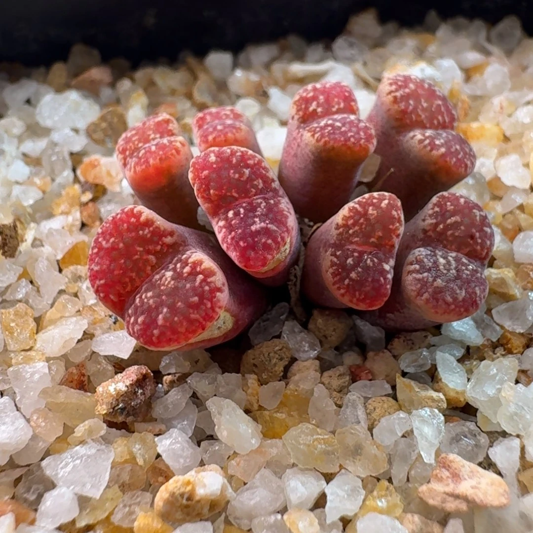 云缦精品番杏6.28 火烈鸟 有两个干疤