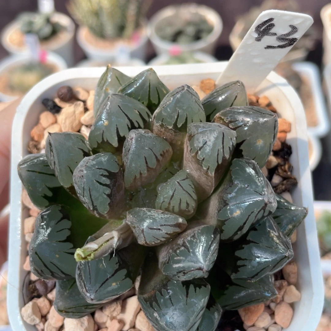 43水晶玉露。