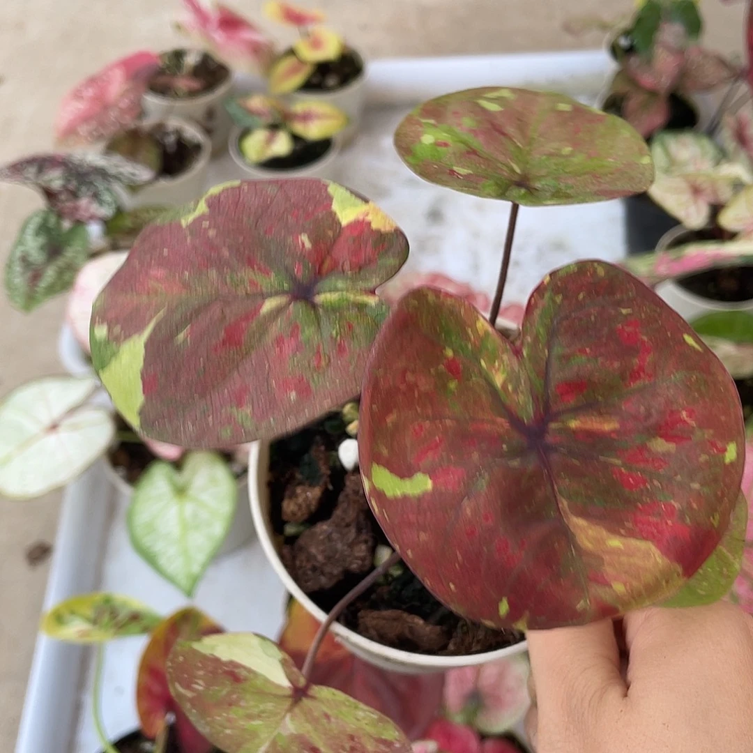 完全开放游侠养定发货