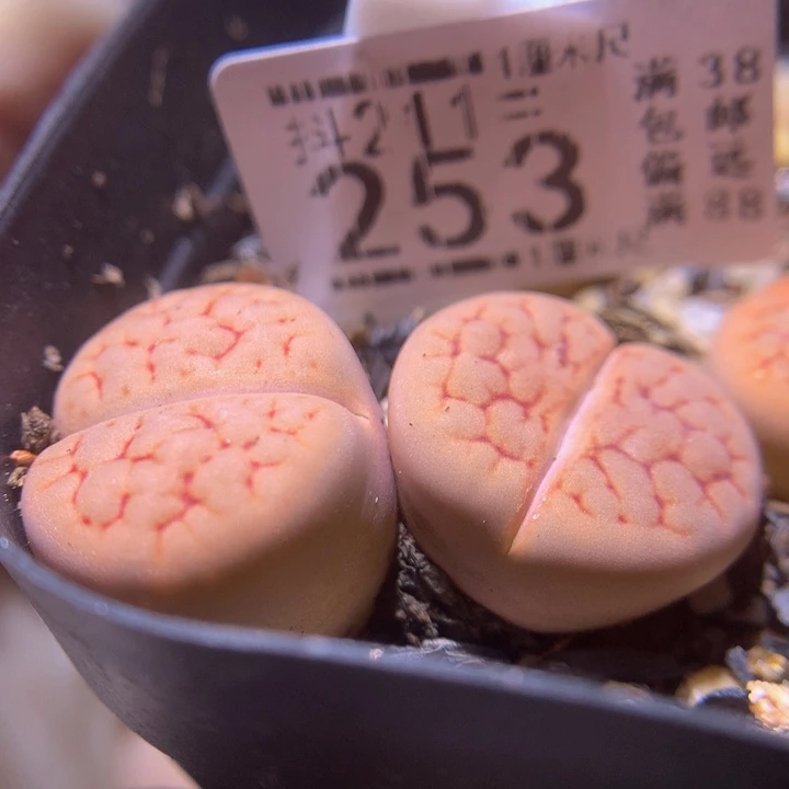 生石花多肉211.253