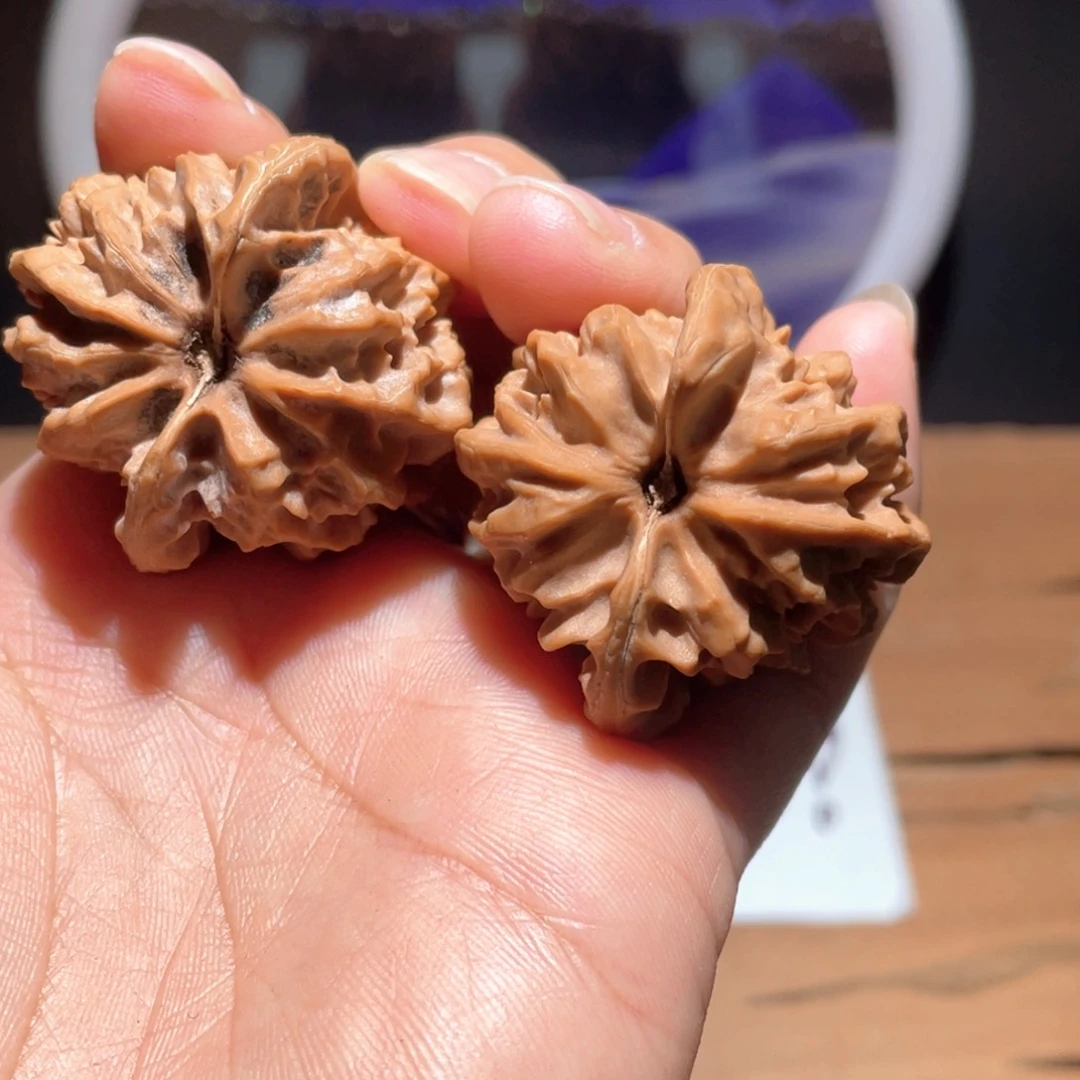 S021 37尺 大龙 修