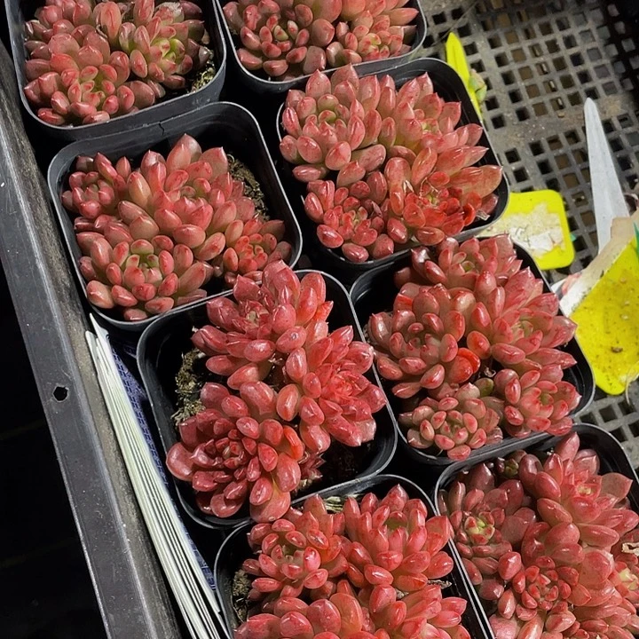 10颗一组红宝石群10盆