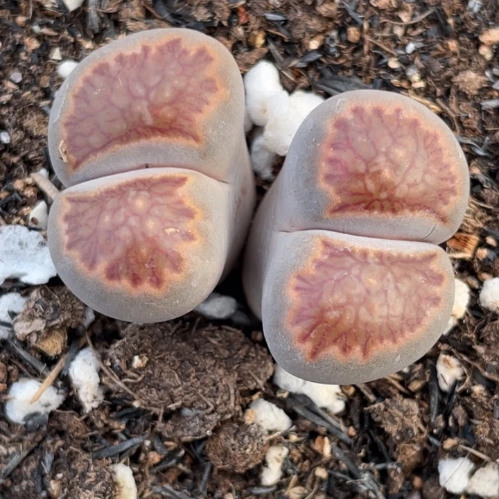 非偏远满20包邮668