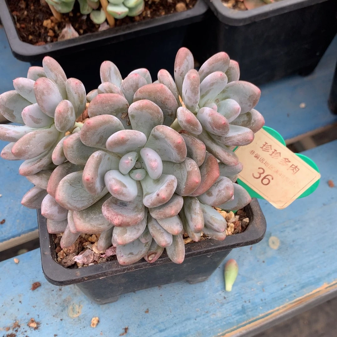 三明治捧花一物一拍