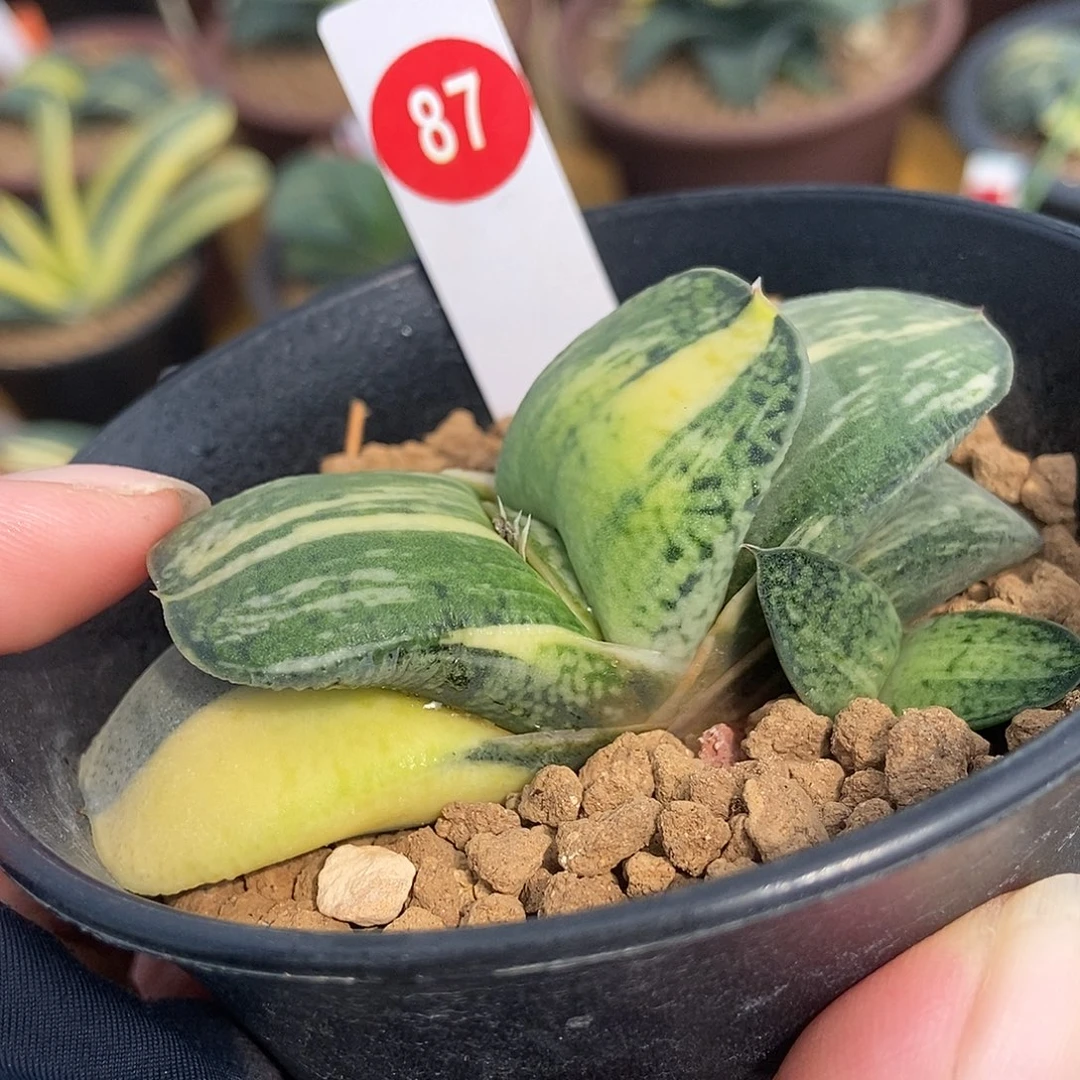 87卧牛实生锦带盆发货