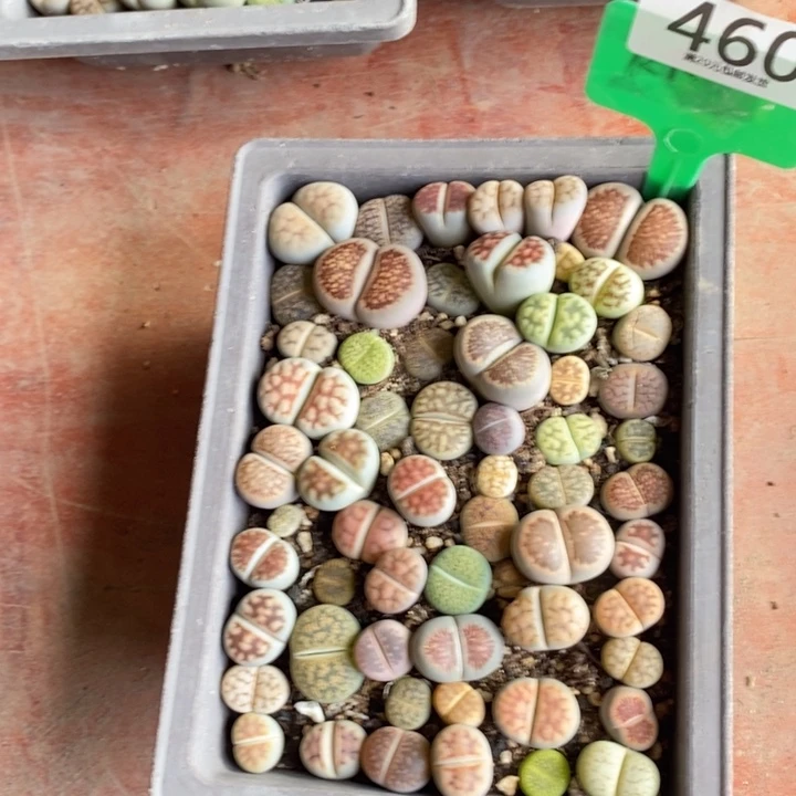 秋***阳生石花的季节是最460