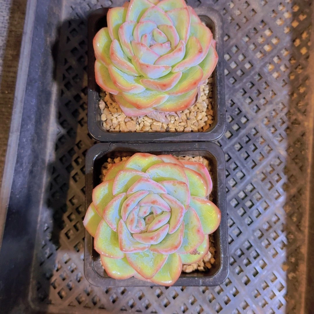 ?*好泡芙组合一物一拍