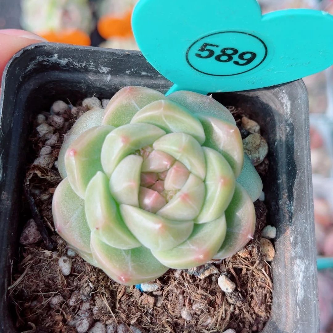 风靡园艺冰澜珍妮单